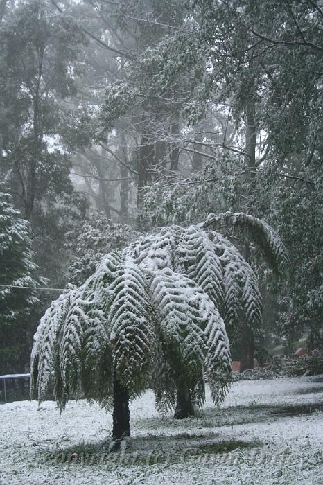 Snow on tree ferns, Sassafras IMG_7571.JPG